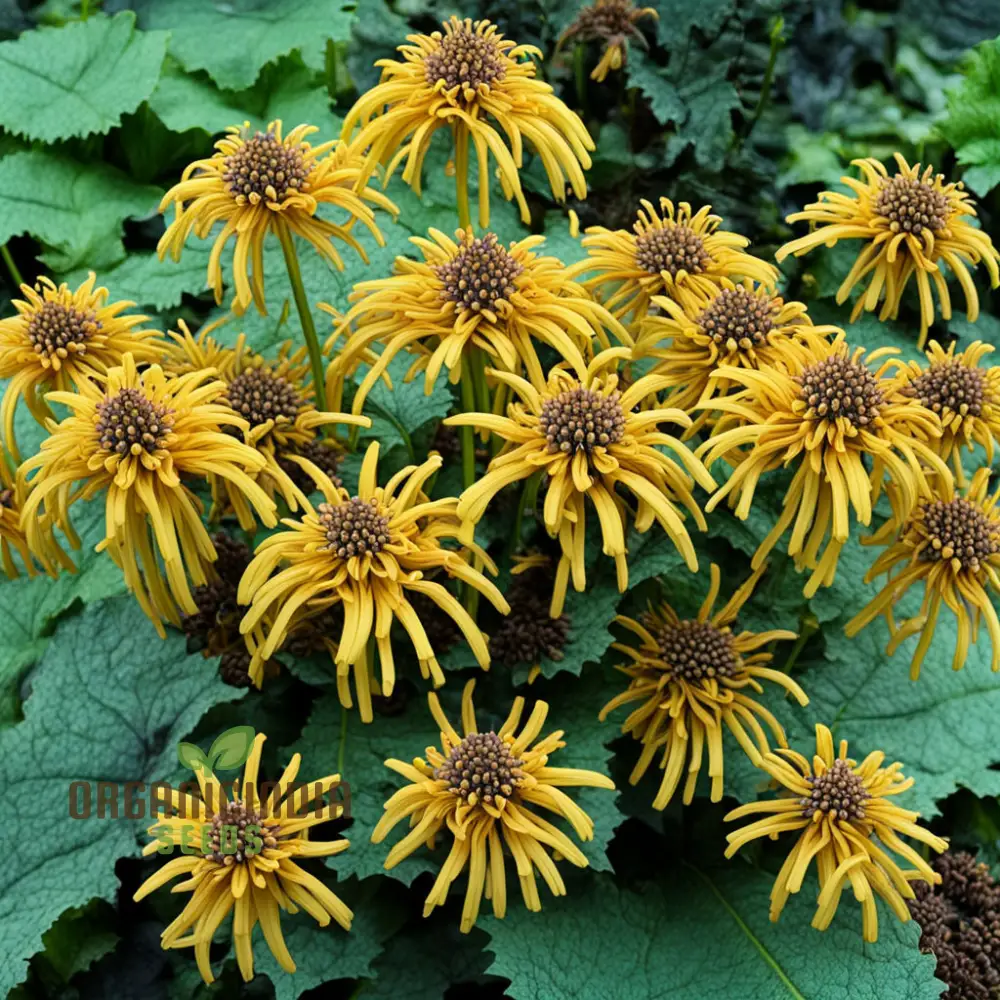 Ligularia Flower Seeds – Bold Eye-Catching Blooms & Lush Foliage for Garden Planting - Image 4