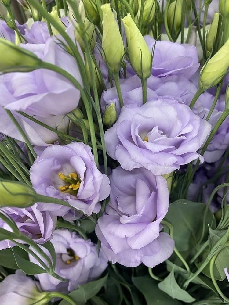 Lisianthus Flower Seeds for Planting, White, Purple Flower Seeds Mix Flower Seeds - Image 4