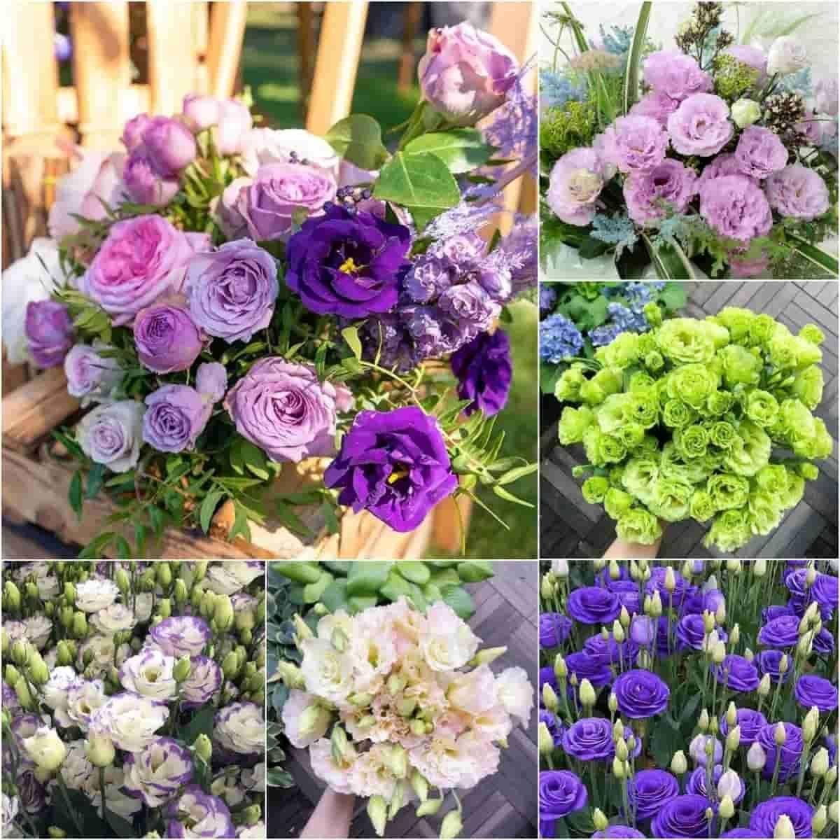 Lisianthus Flower Seeds for Planting, White, Purple Flower Seeds Mix Flower Seeds - Image 5