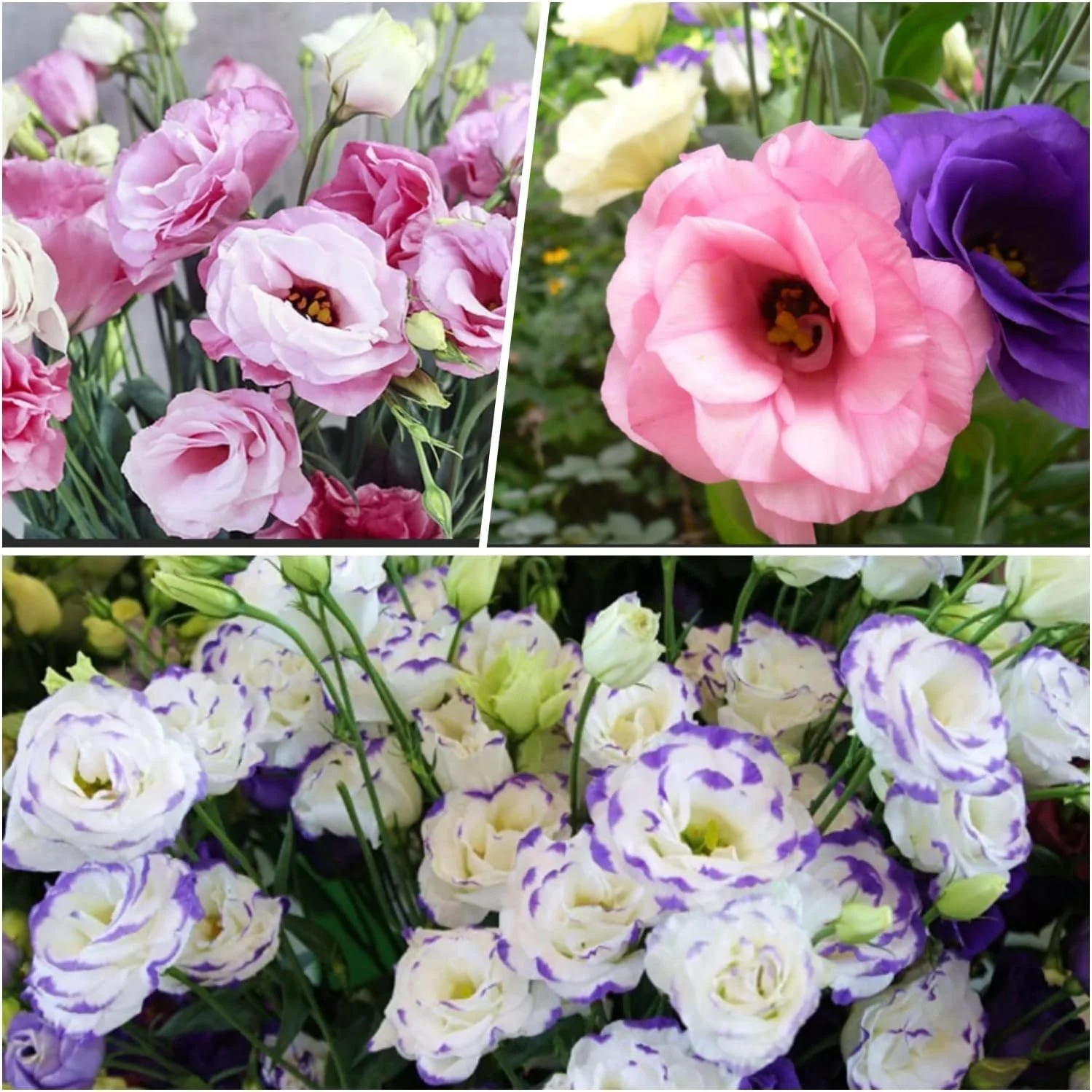 Lisianthus Flower Seeds for Planting, White, Purple Flower Seeds Mix Flower Seeds - Image 7