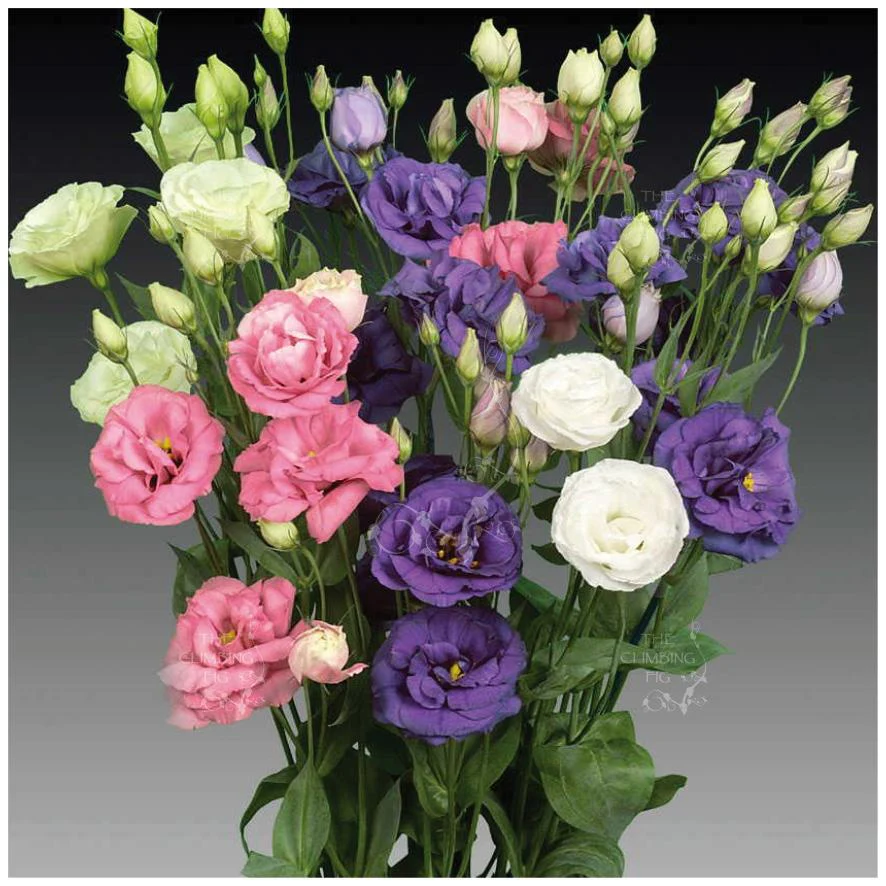 Lisianthus Flower Seeds for Planting, White, Purple Flower Seeds Mix Flower Seeds - Image 8