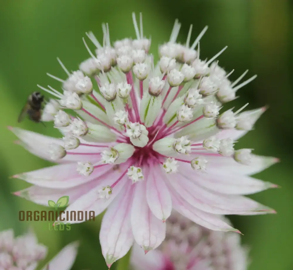 Masterwort Flower Seeds, Cultivate Elegant Blooms for Timeless Garden Beauty - Premium Seeds for Planting and Gardening Delight - Image 4