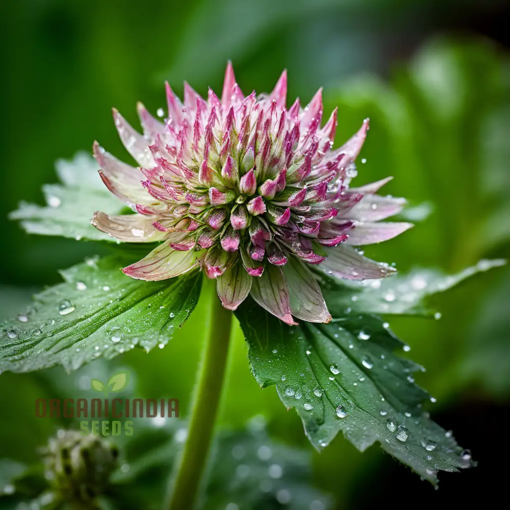 Exquisite Astrantia Flower Seeds, Mixed Varieties: Premium Seeds for Planting and Gardening, Cultivate a Diverse and Vibrant Garden Palette