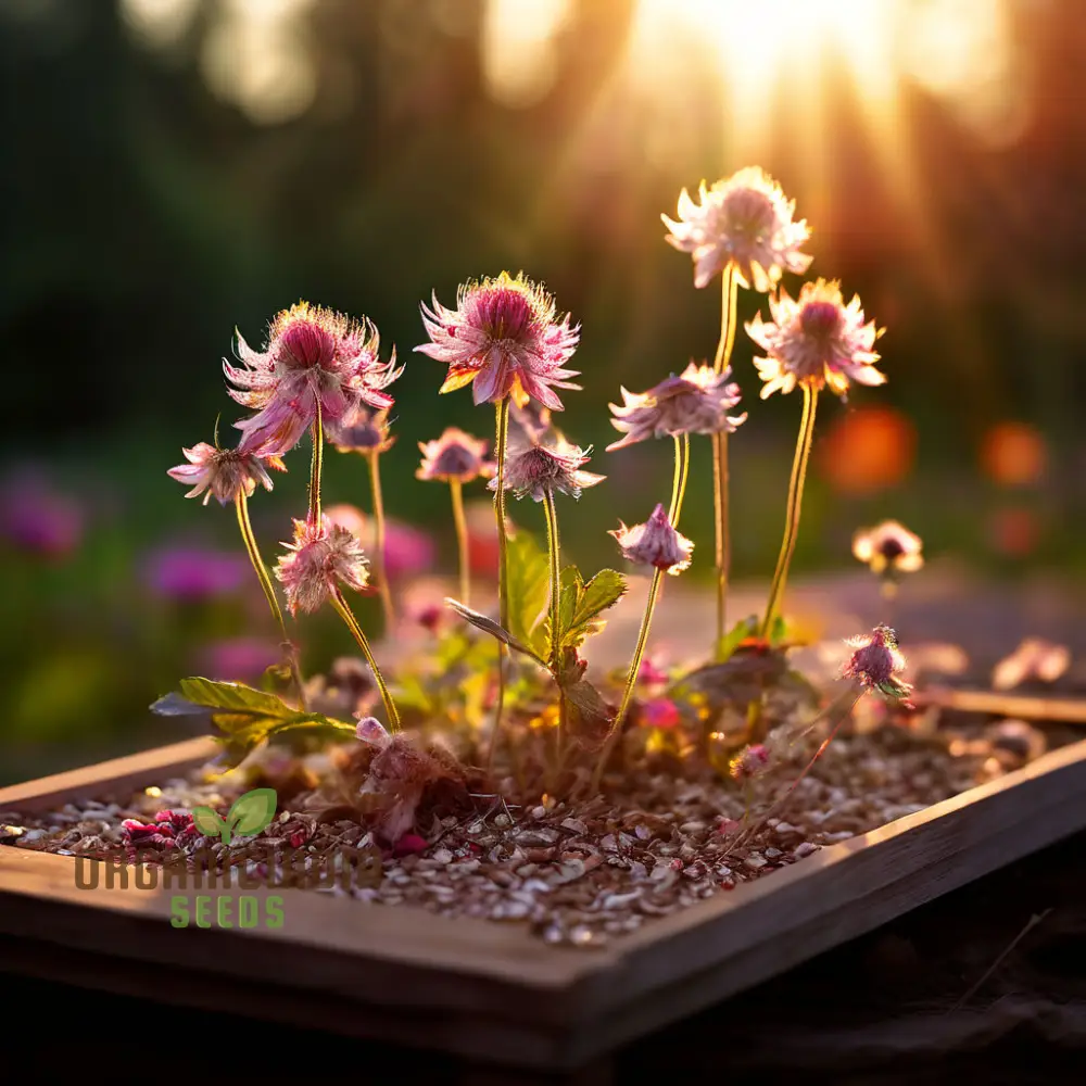 Exquisite Astrantia Flower Seeds, Mixed Varieties: Premium Seeds for Planting and Gardening, Cultivate a Diverse and Vibrant Garden Palette - Image 3