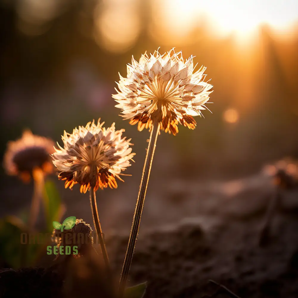 Exquisite Astrantia Flower Seeds, Mixed Varieties: Premium Seeds for Planting and Gardening, Cultivate a Diverse and Vibrant Garden Palette - Image 4