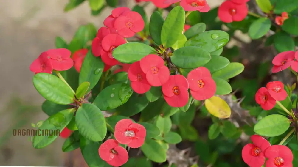 Transform Your Garden Oasis: Mixed Crown of Thorns Plant Seeds for Vibrant Floral Beauty - Image 3