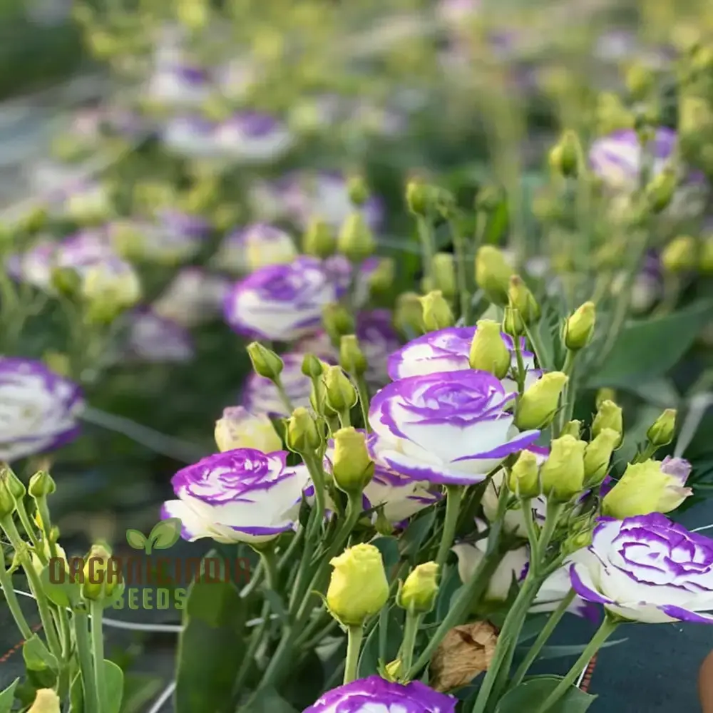 Mixed Lisianthus Flower Seeds for planting and Garden - Image 3
