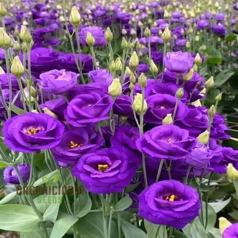 Mixed Lisianthus Flower Seeds for planting and Garden - Image 4