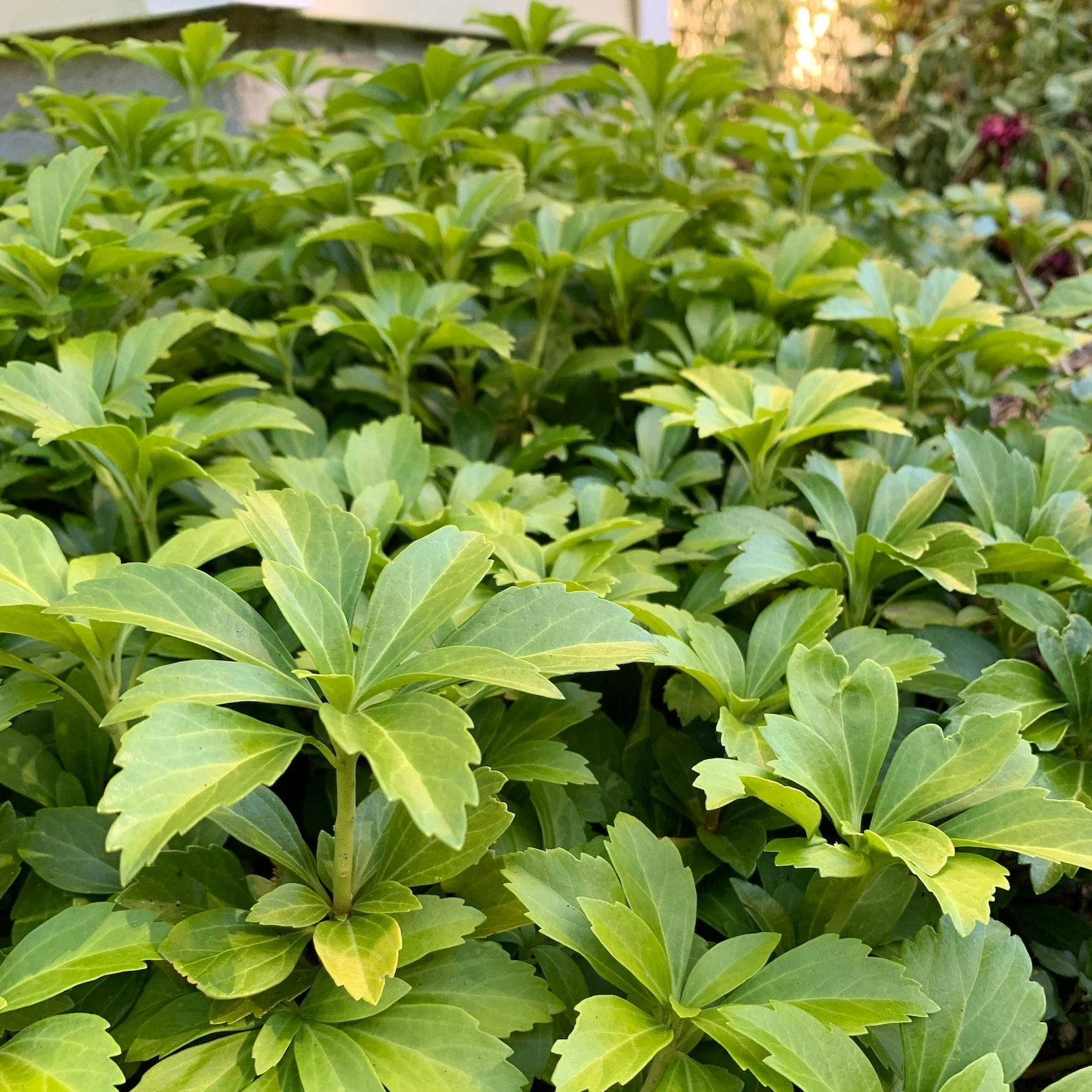 Pachysandra Seeds – Fresh Non-GMO Groundcover Plant for Shade Gardens - Image 3