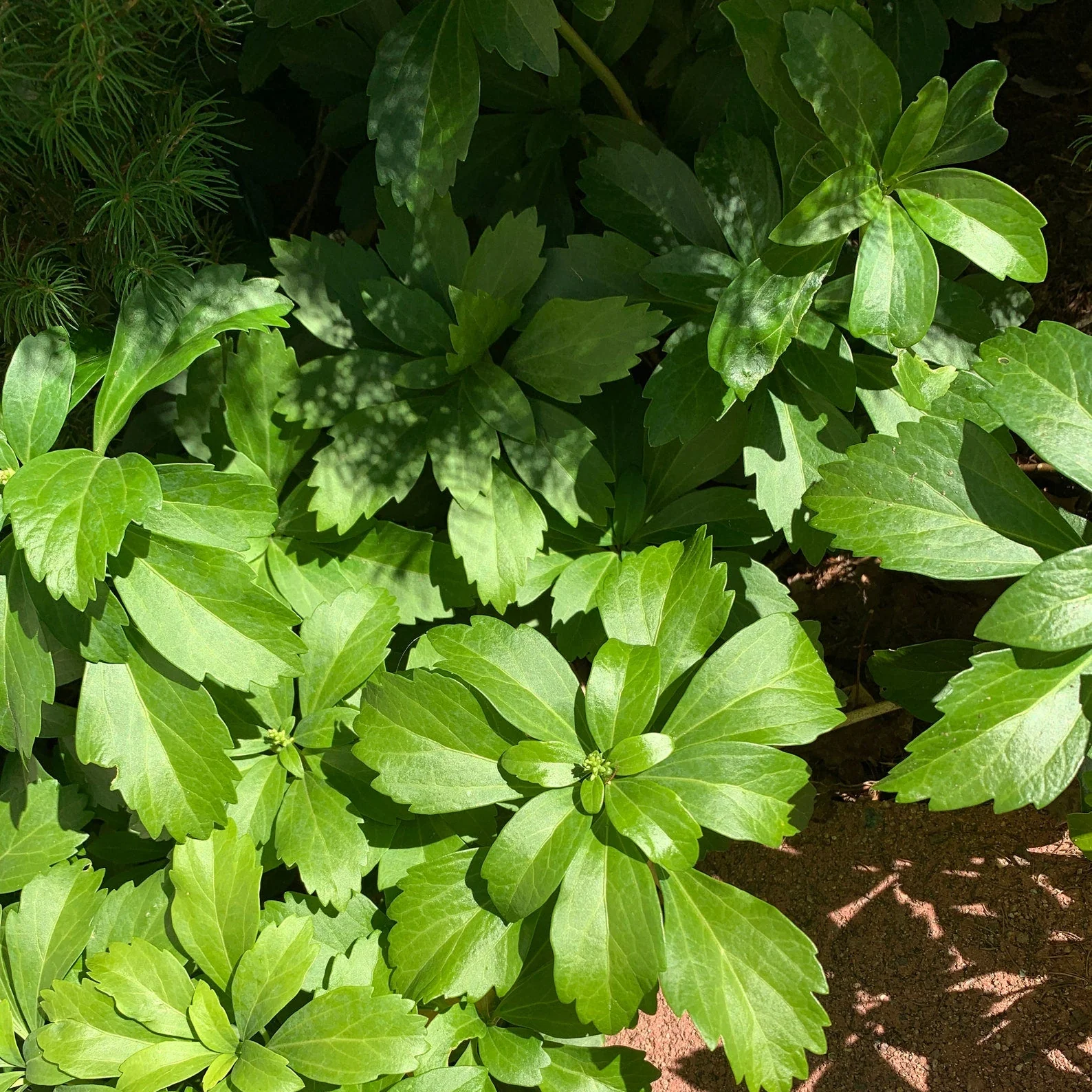 Pachysandra Seeds – Fresh Non-GMO Groundcover Plant for Shade Gardens - Image 4