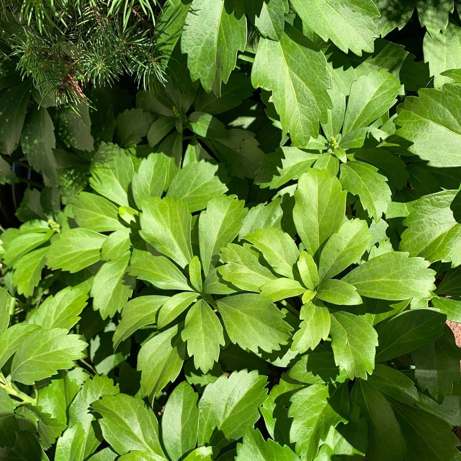Pachysandra Seeds – Fresh Non-GMO Groundcover Plant for Shade Gardens - Image 5