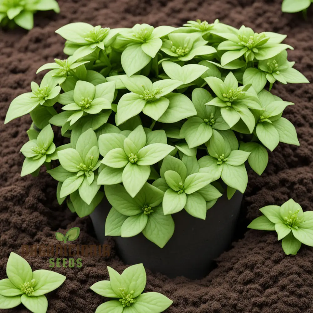 Premium Pachysandra Flower Seeds, Ideal Ground Cover for Shaded Gardens, Low Maintenance and Hardy, Lush Green Foliage for Year-Round Beauty