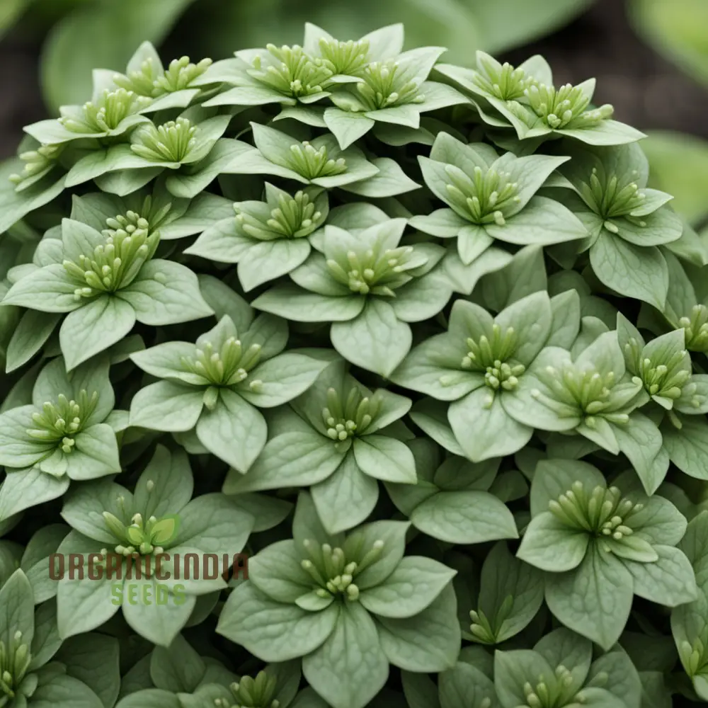 Premium Pachysandra Flower Seeds, Ideal Ground Cover for Shaded Gardens, Low Maintenance and Hardy, Lush Green Foliage for Year-Round Beauty - Image 3