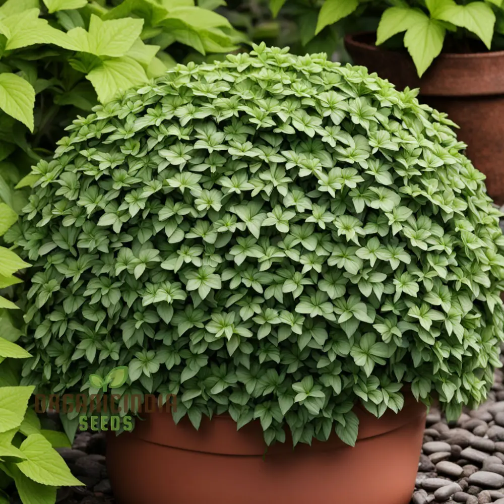 Premium Pachysandra Flower Seeds, Ideal Ground Cover for Shaded Gardens, Low Maintenance and Hardy, Lush Green Foliage for Year-Round Beauty - Image 4
