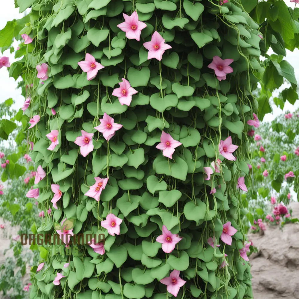 Climbing Flower Seeds – Premium Vine Varieties for Vertical Garden Beauty - Image 3