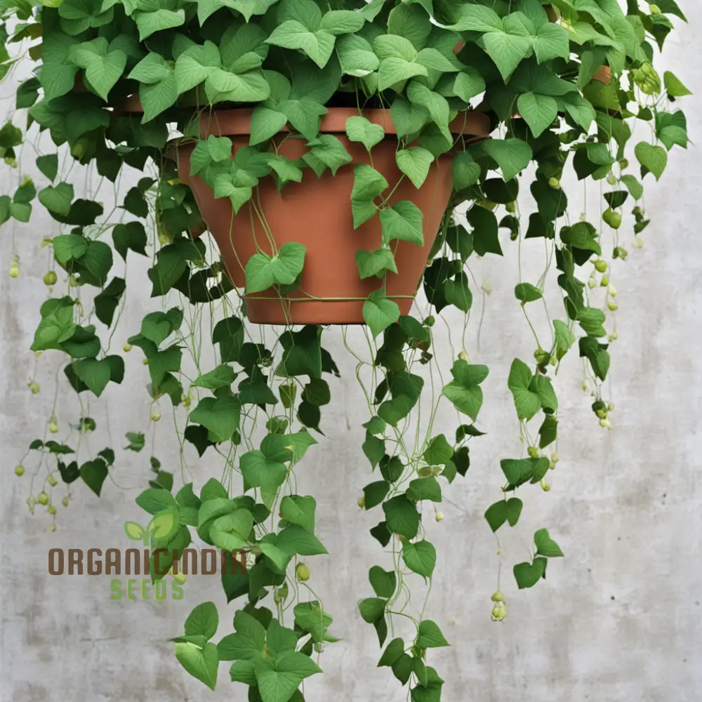 Climbing Flower Seeds – Premium Vine Varieties for Vertical Garden Beauty - Image 4