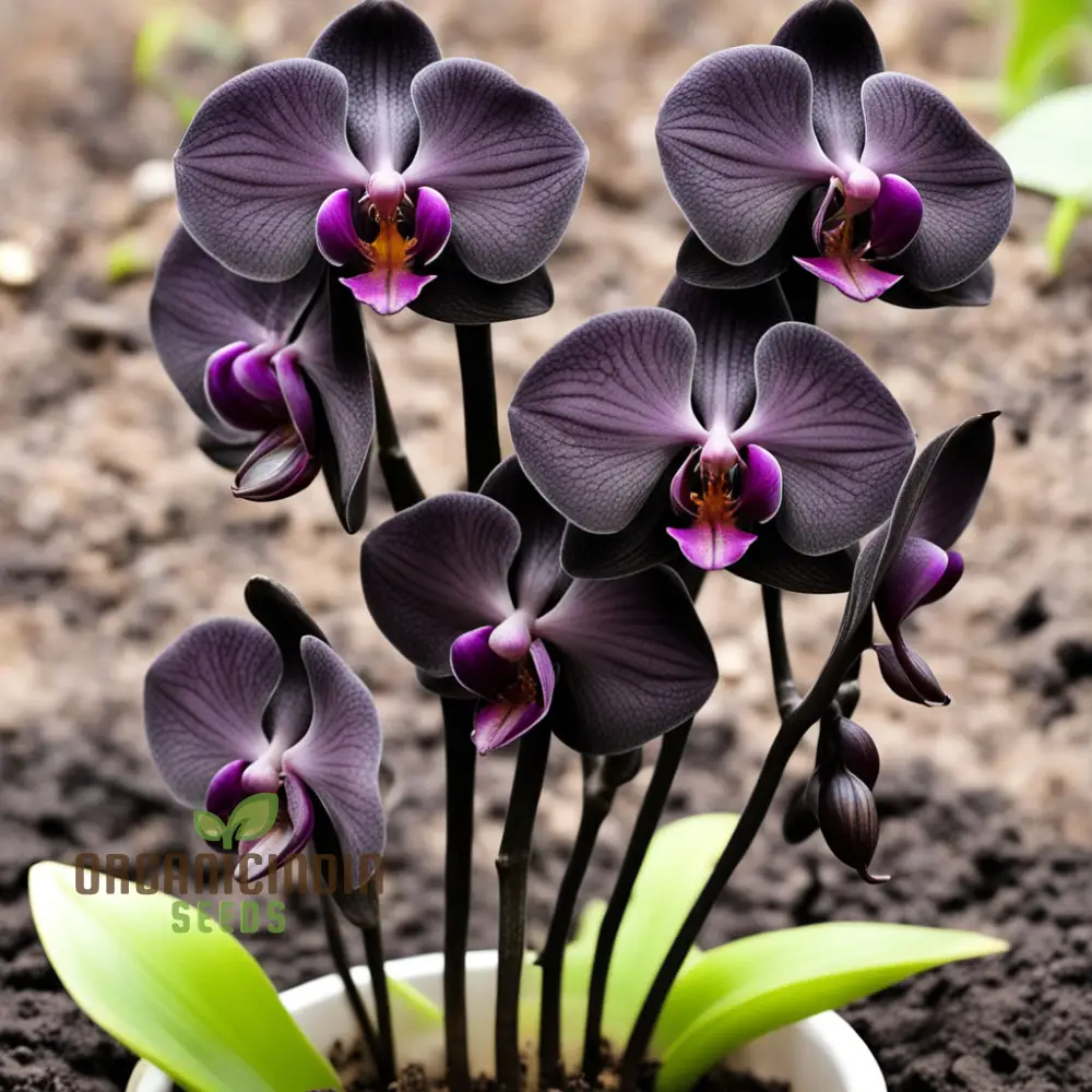 Exotic Elegance: Black Phalaenopsis Orchid Seeds - Add Sophistication to Your Indoor Garden - Image 3