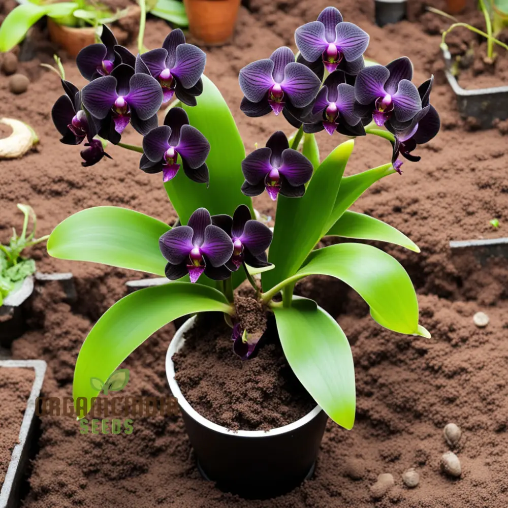 Exotic Elegance: Black Phalaenopsis Orchid Seeds - Add Sophistication to Your Indoor Garden - Image 4