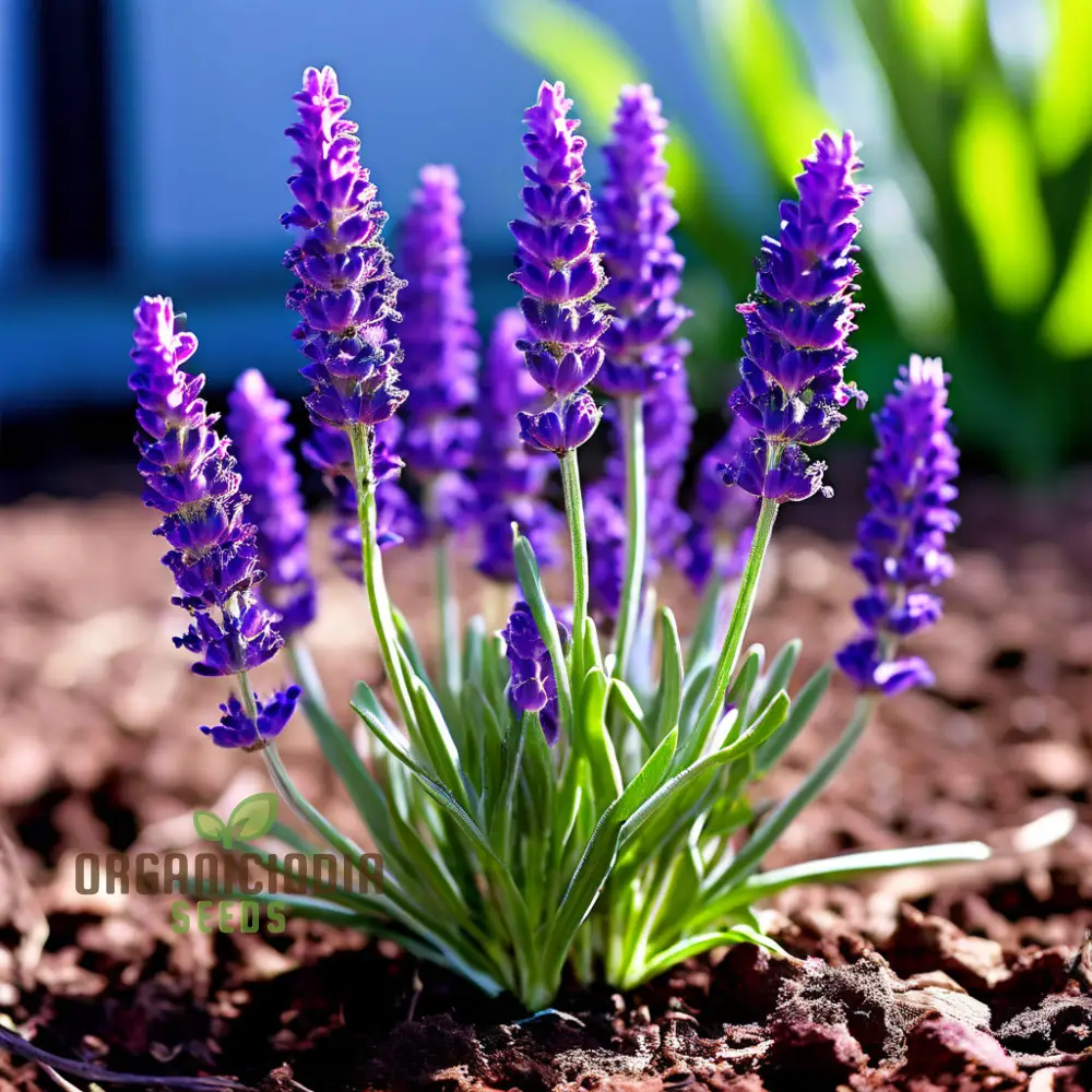Purple Lavender Seeds – Fragrant Herb for Tranquil Garden & Aromatic Blooms - Image 3