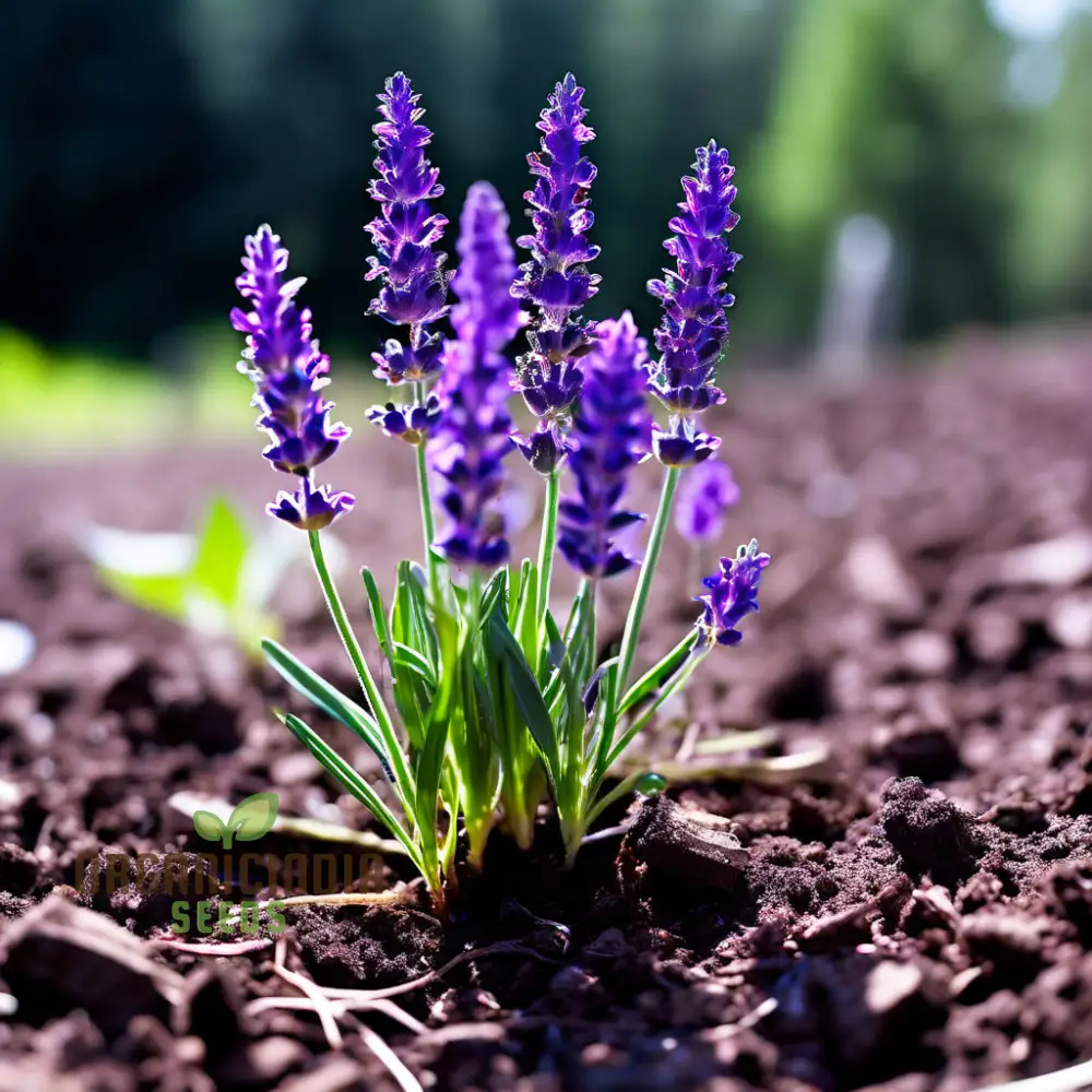 Purple Lavender Seeds – Fragrant Herb for Tranquil Garden & Aromatic Blooms - Image 4