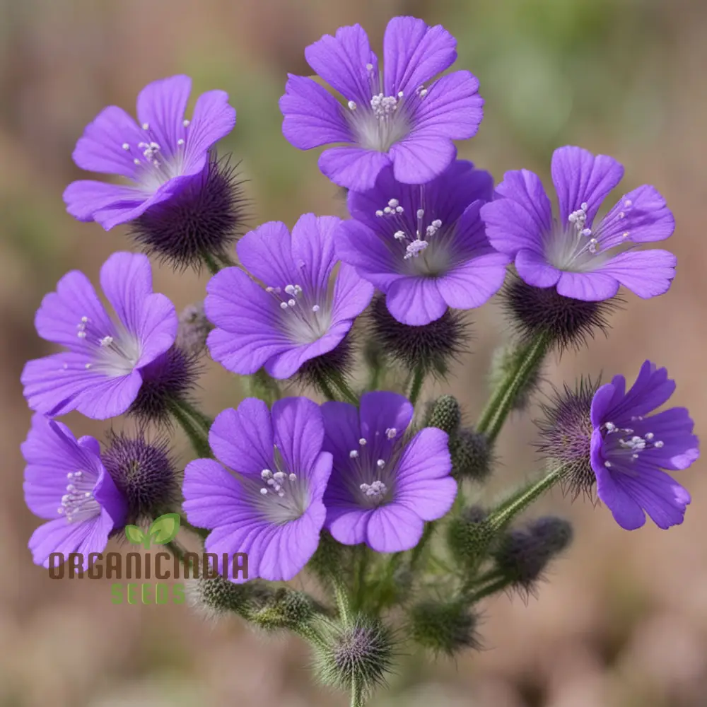 Purple Phacelia Flower Seeds For Planting