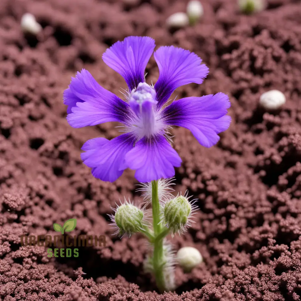 Purple Phacelia Flower Seeds For Planting - Image 3