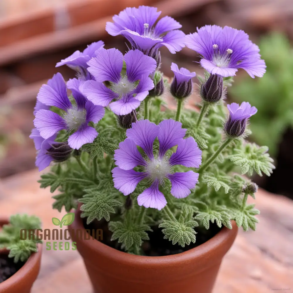 Purple Phacelia Flower Seeds For Planting - Image 4
