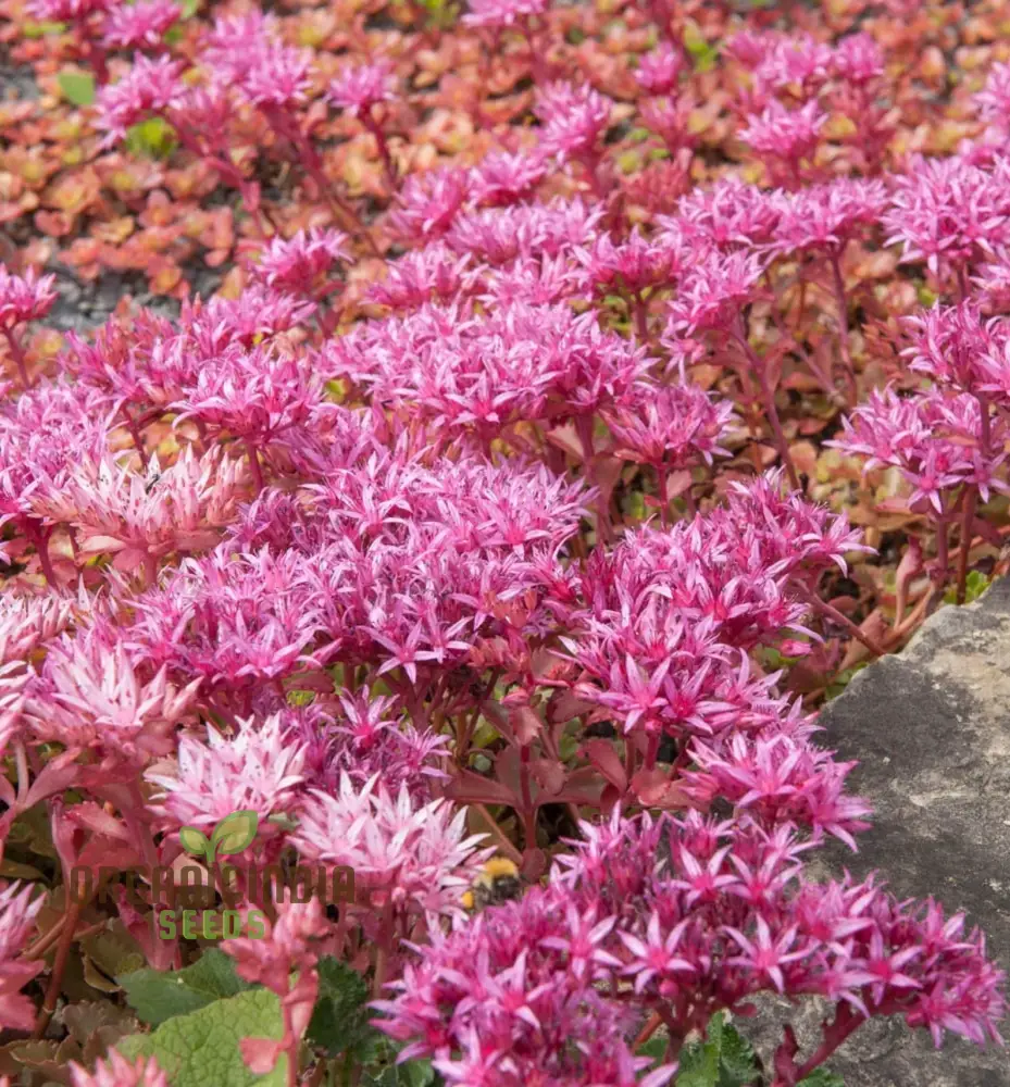 100pcs Purple Sedum Plant Seeds, Grow Your Garden