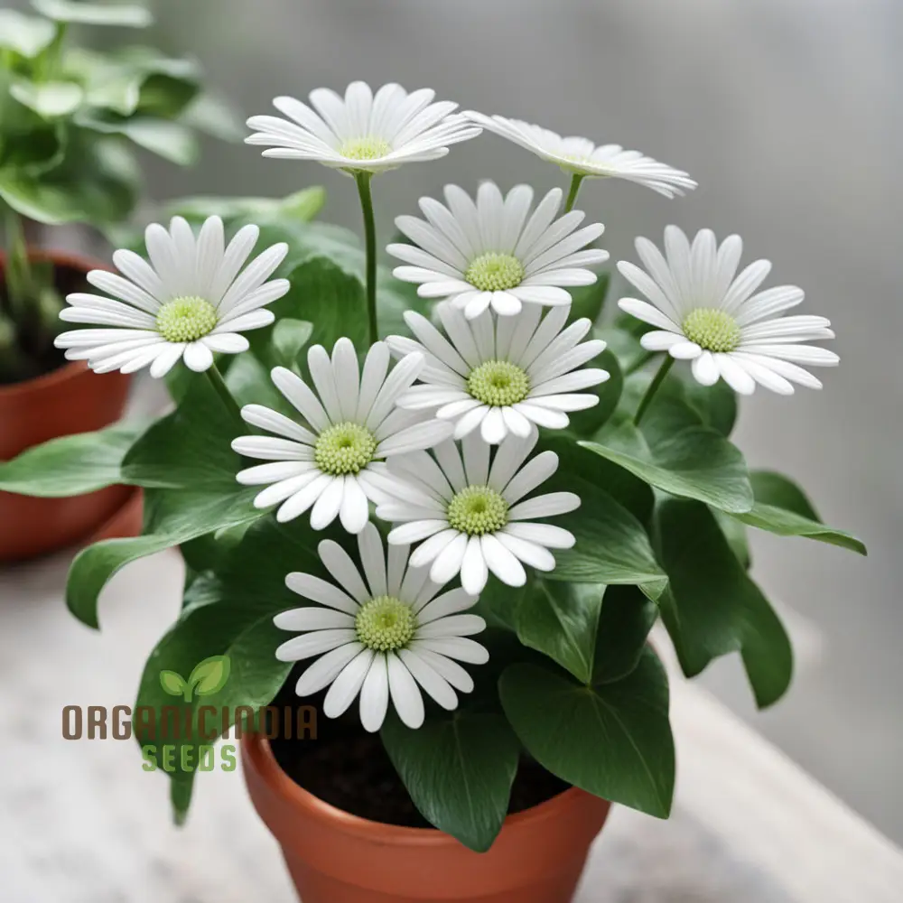 White Fan Flower Seeds, Premium Scaevola Seeds for Easy Growing, Vibrant Blooms - Image 4