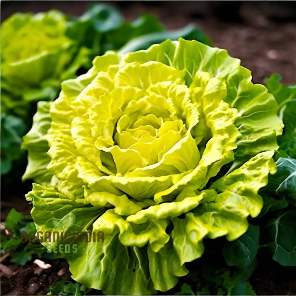 Golden Heart Curly Endive Chicory Seeds – Heirloom, Premium Quality Seeds for Salad & Herb Gardens