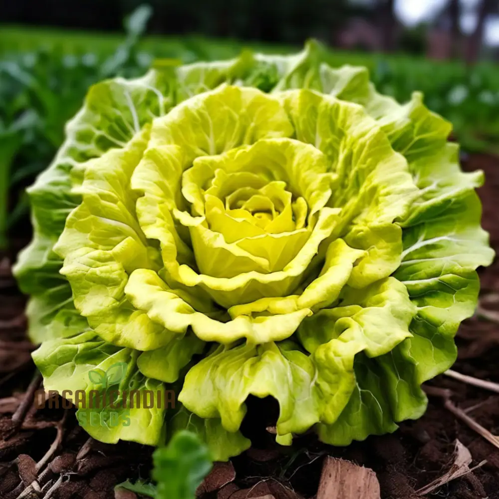 Golden Heart Curly Endive Chicory Seeds – Heirloom, Premium Quality Seeds for Salad & Herb Gardens - Image 3
