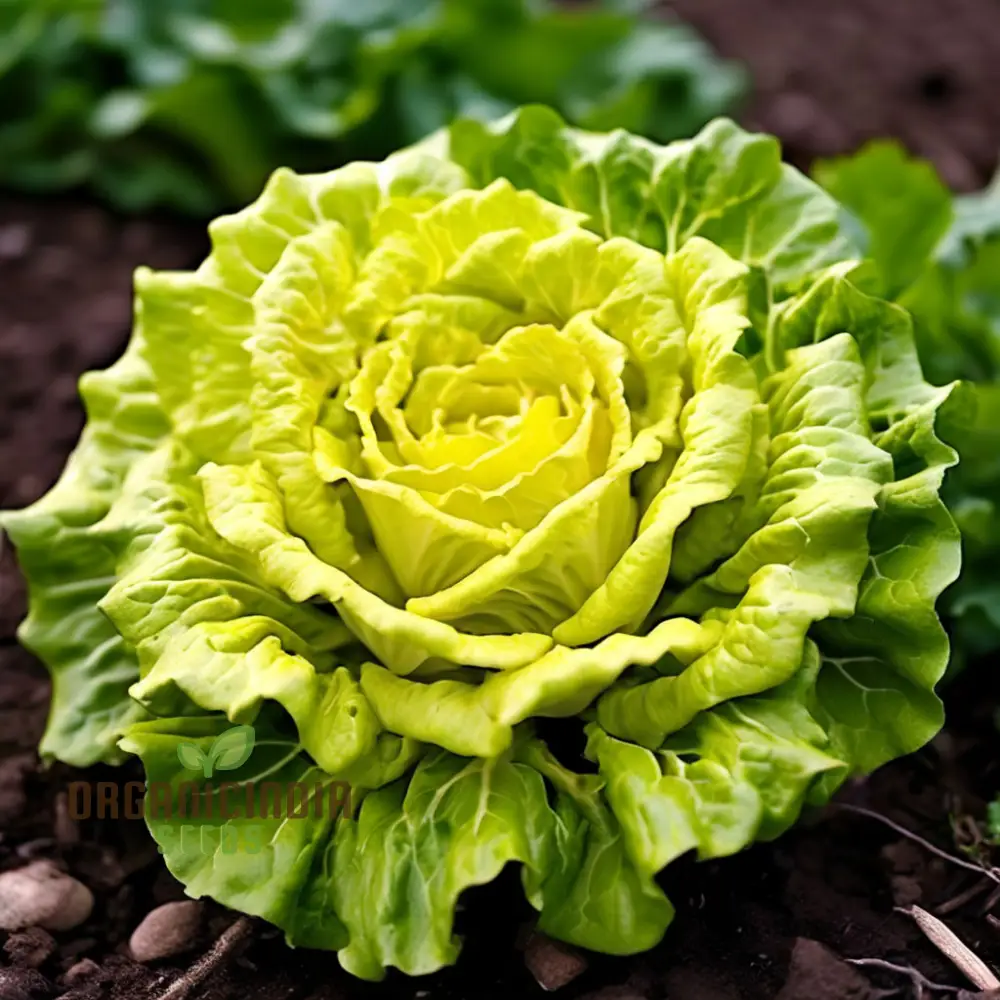 Golden Heart Curly Endive Chicory Seeds – Heirloom, Premium Quality Seeds for Salad & Herb Gardens - Image 4