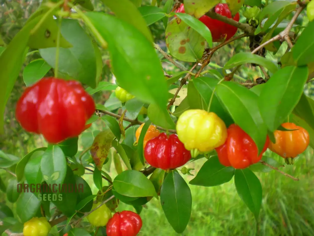 Surinam Cherry Fruit Seeds for Planting, Enhance Your Garden with Exotic Fruit Seeds - Image 3