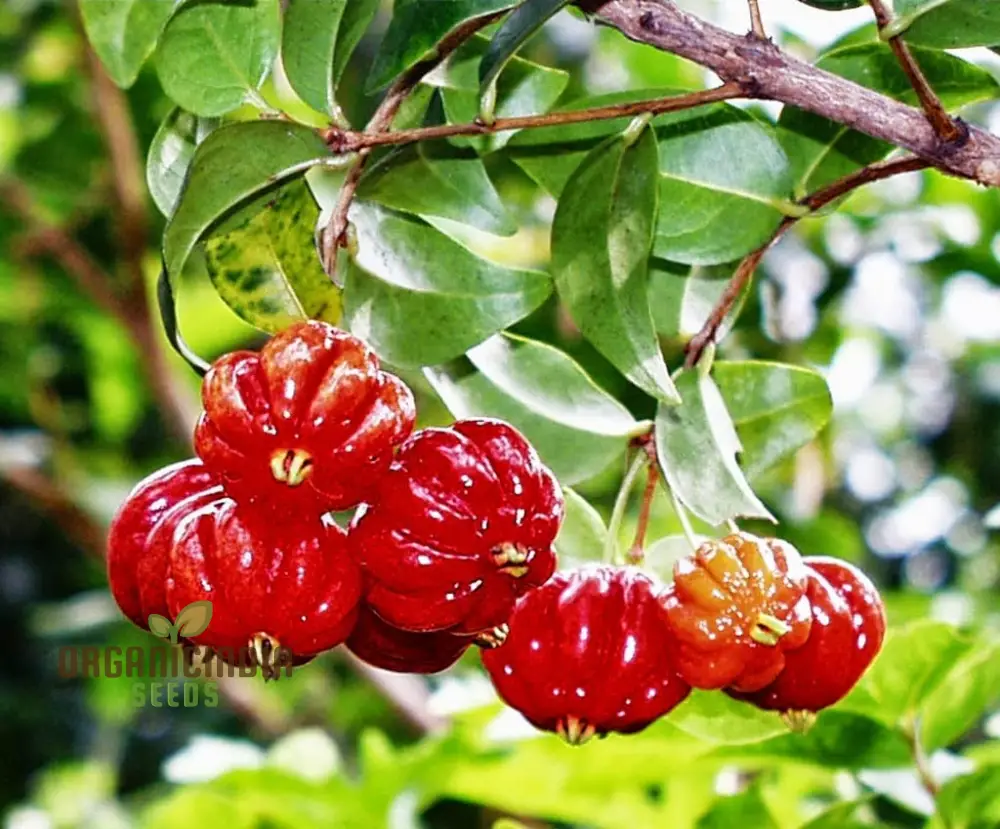Surinam Cherry Fruit Seeds for Planting, Enhance Your Garden with Exotic Fruit Seeds - Image 4