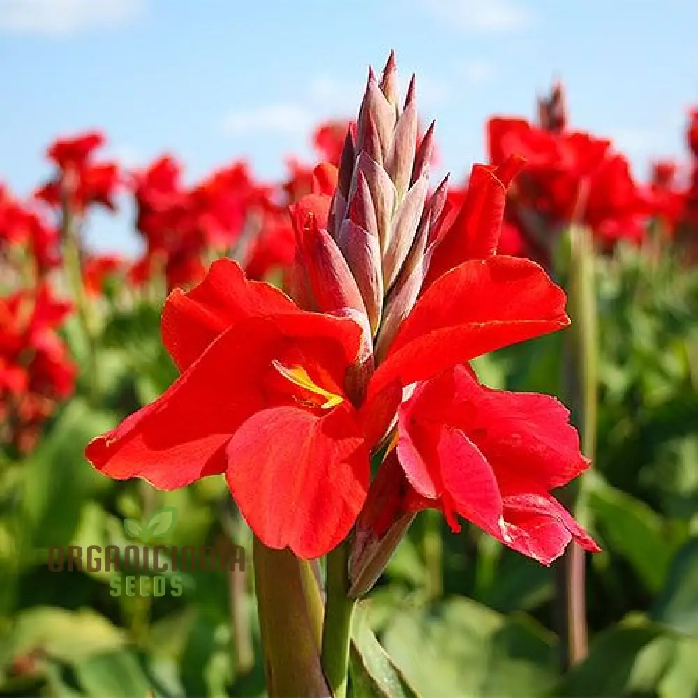 Tall Canna Lily Mix Seeds, Striking Varieties for Majestic Garden Displays - Premium Flower Seeds for Planting and Gardening Success