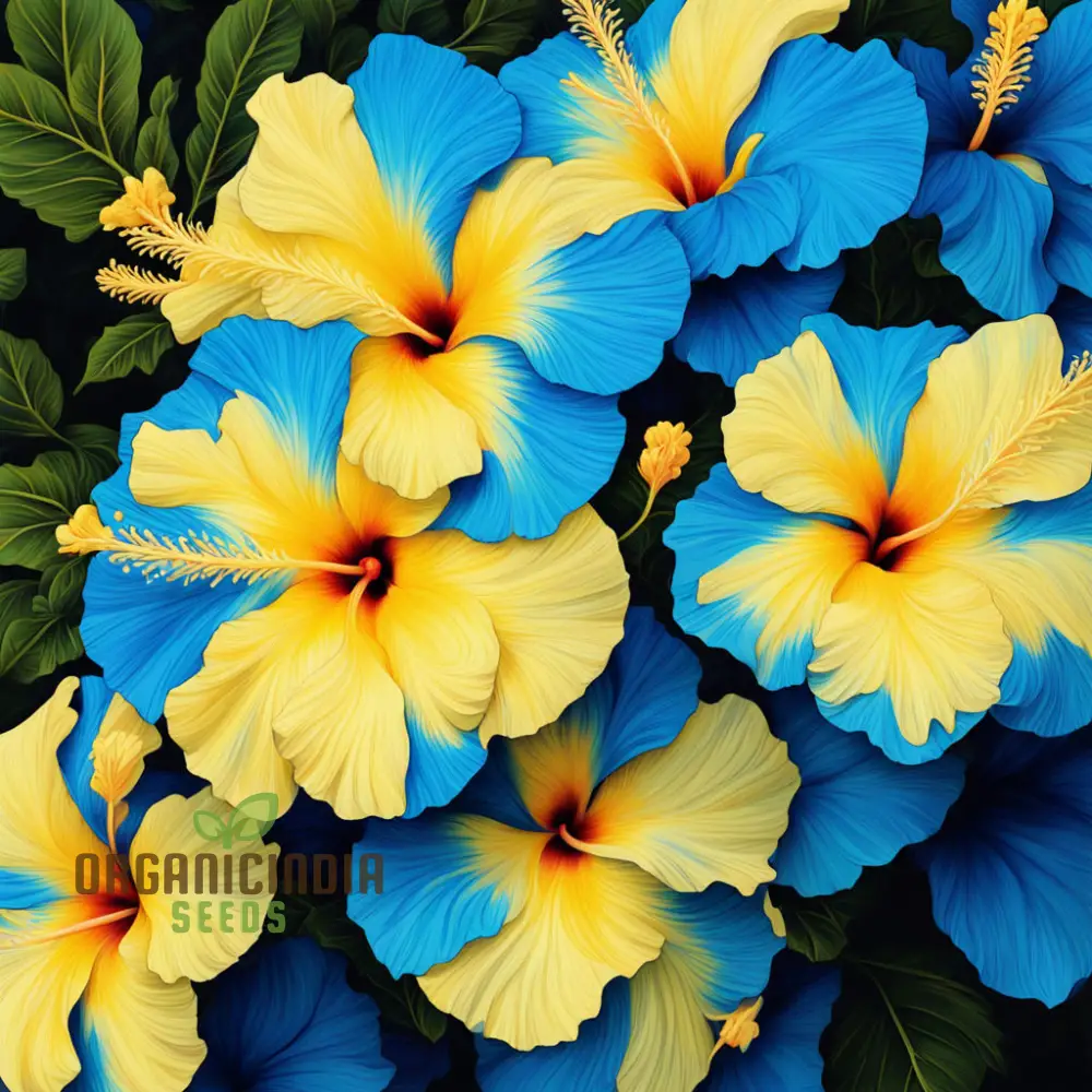 Yellow Blue Hibiscus Flower Seeds, Add Vibrant Colors to Your Garden - Image 3