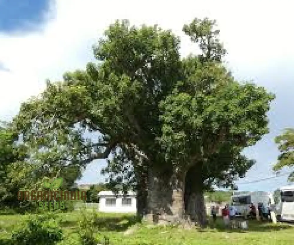 10pcs Green Baobab Tree Seeds for Planting, Fresh 10pcs Green Baobab Seeds Pack, Premium 10pcs Green Baobab Tree Seeds, Non-GMO 10pcs Green Baobab Seeds