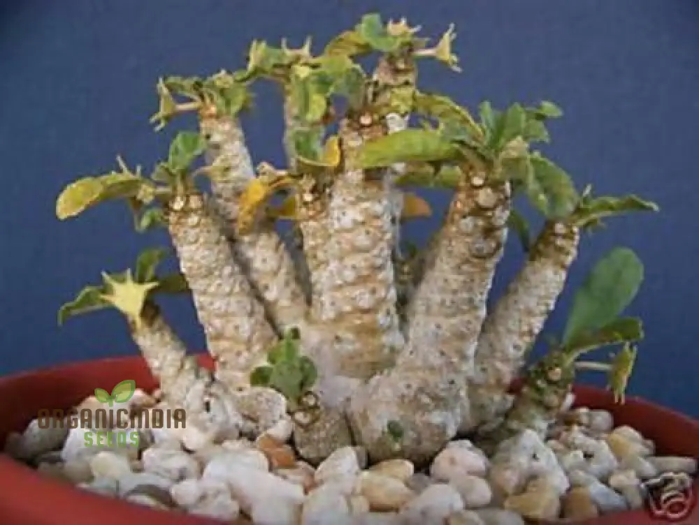 10pcs Green Dorstenia Foetida Seeds, Dorstenia Foetida Seed Packet 10pcs, Green Dorstenia foetida Seeds Bulk 10 Count