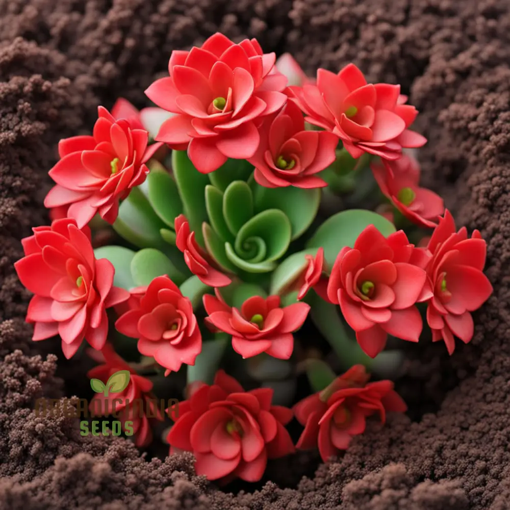 Vibrant Red Kalanchoe Flower Seeds – Easy-to-Grow Houseplant Seeds for Indoor Pots, Outdoor Borders & Decorative Floral Displays