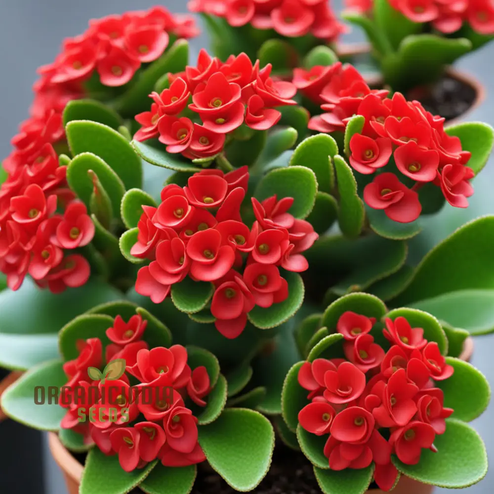 Vibrant Red Kalanchoe Flower Seeds – Easy-to-Grow Houseplant Seeds for Indoor Pots, Outdoor Borders & Decorative Floral Displays - Image 3