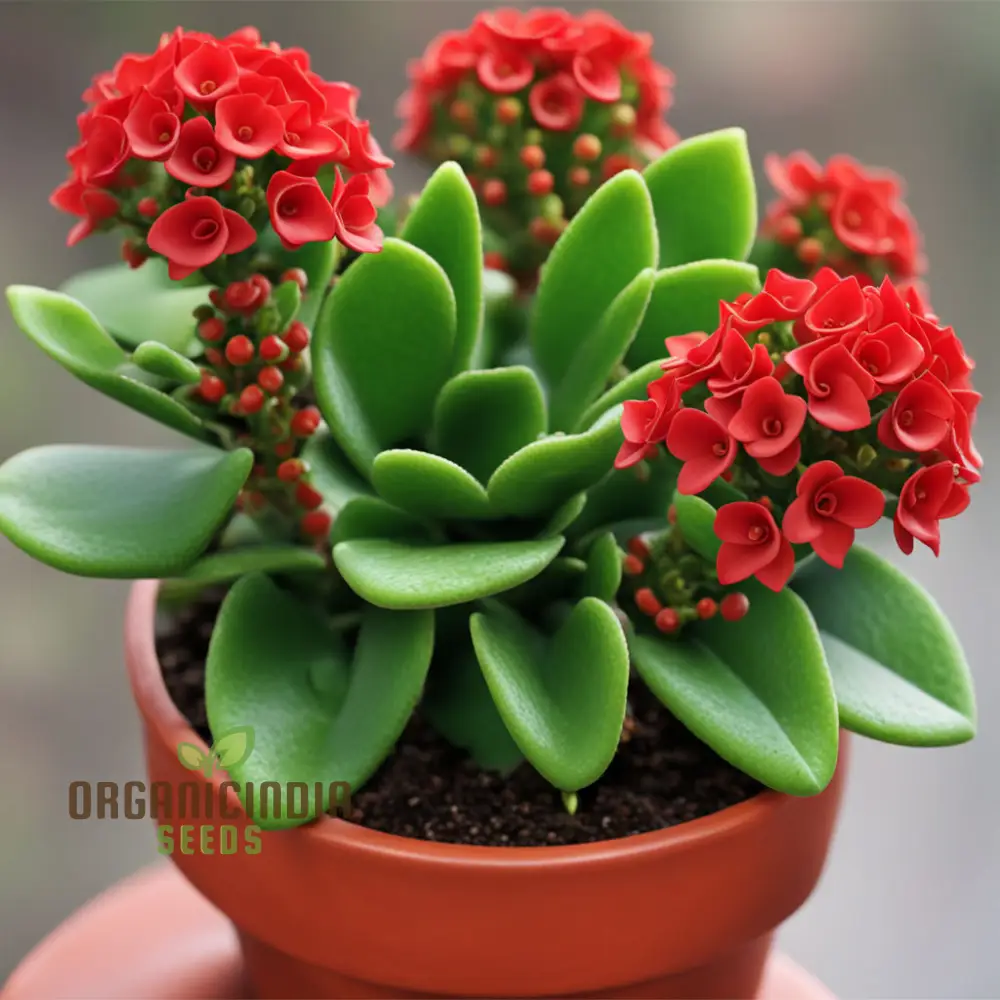 Vibrant Red Kalanchoe Flower Seeds – Easy-to-Grow Houseplant Seeds for Indoor Pots, Outdoor Borders & Decorative Floral Displays - Image 4