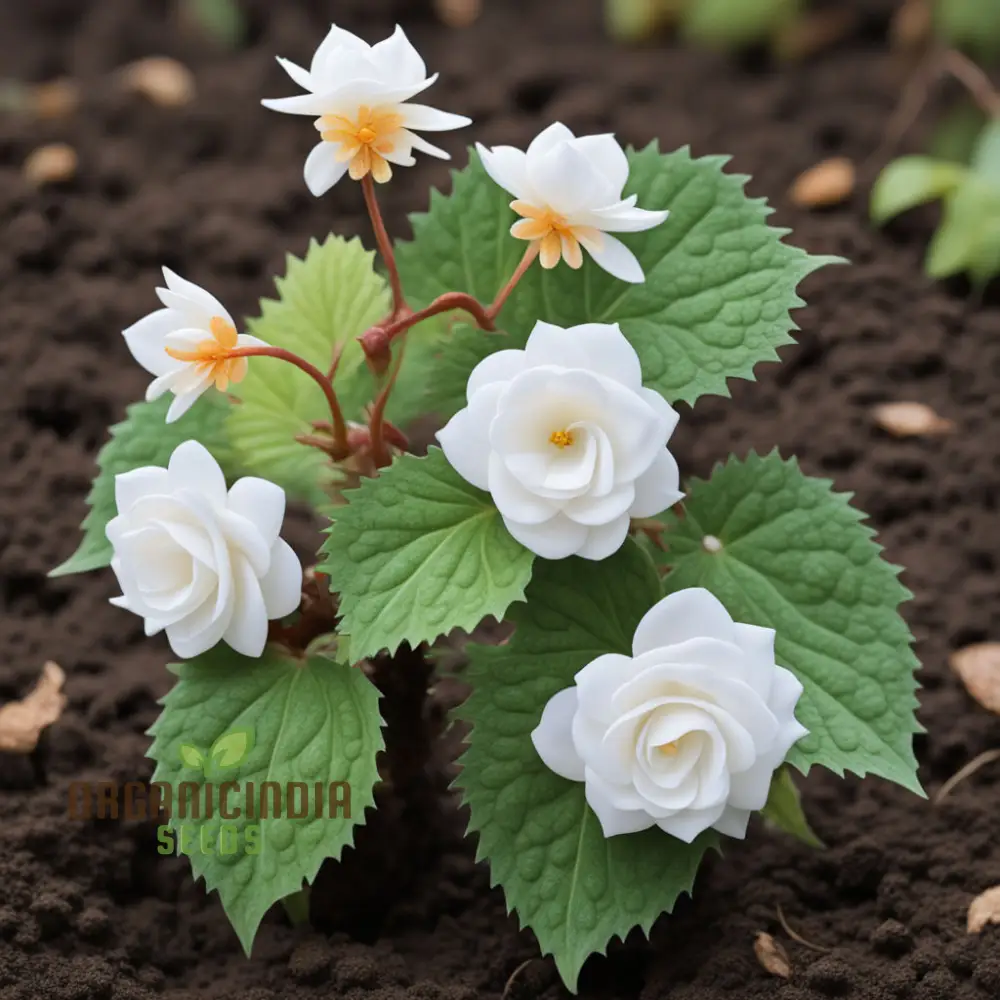 Begonia Tuberosa Double White Flower Seeds, Create a Stunning White Garden - Image 3