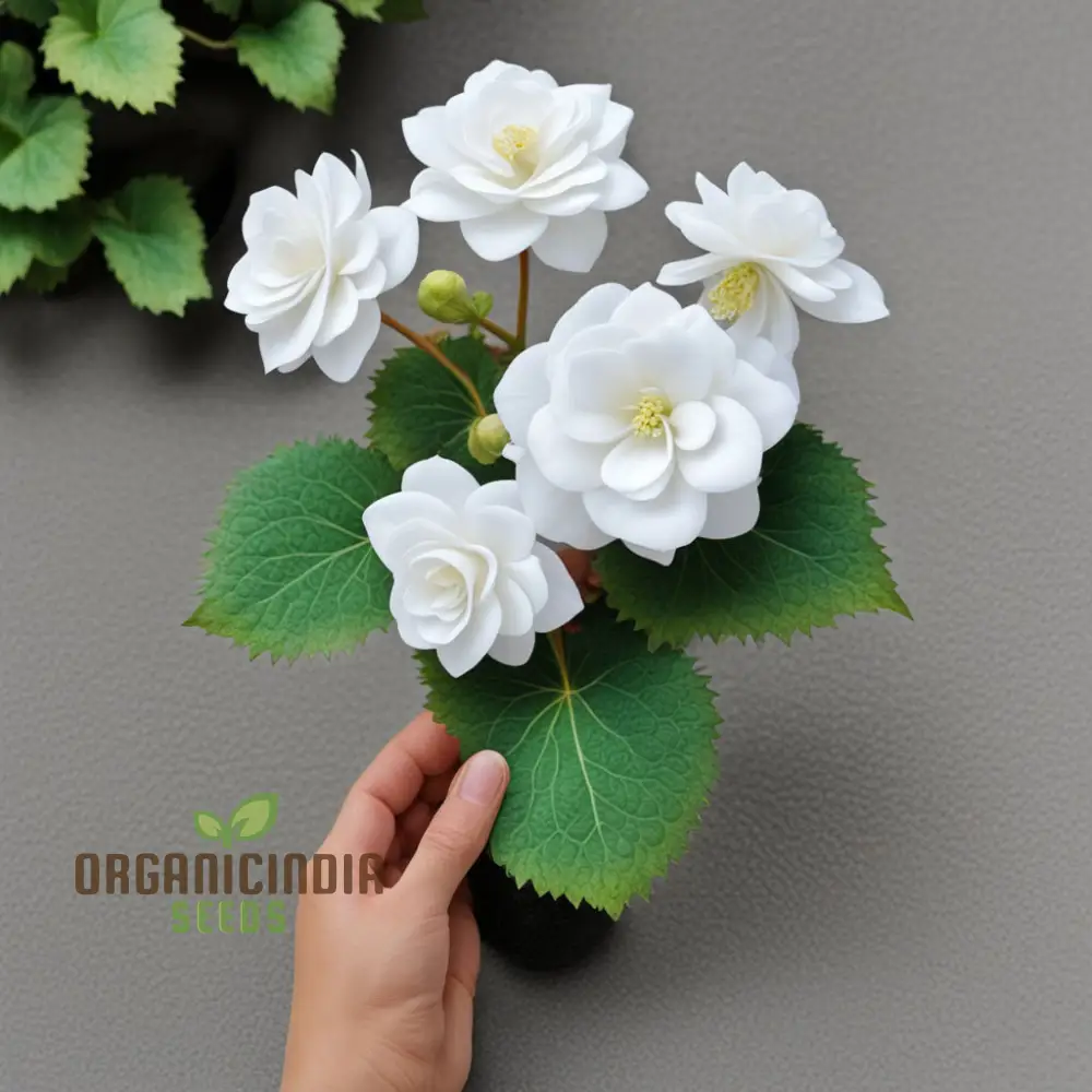 Begonia Tuberosa Double White Flower Seeds, Create a Stunning White Garden - Image 4