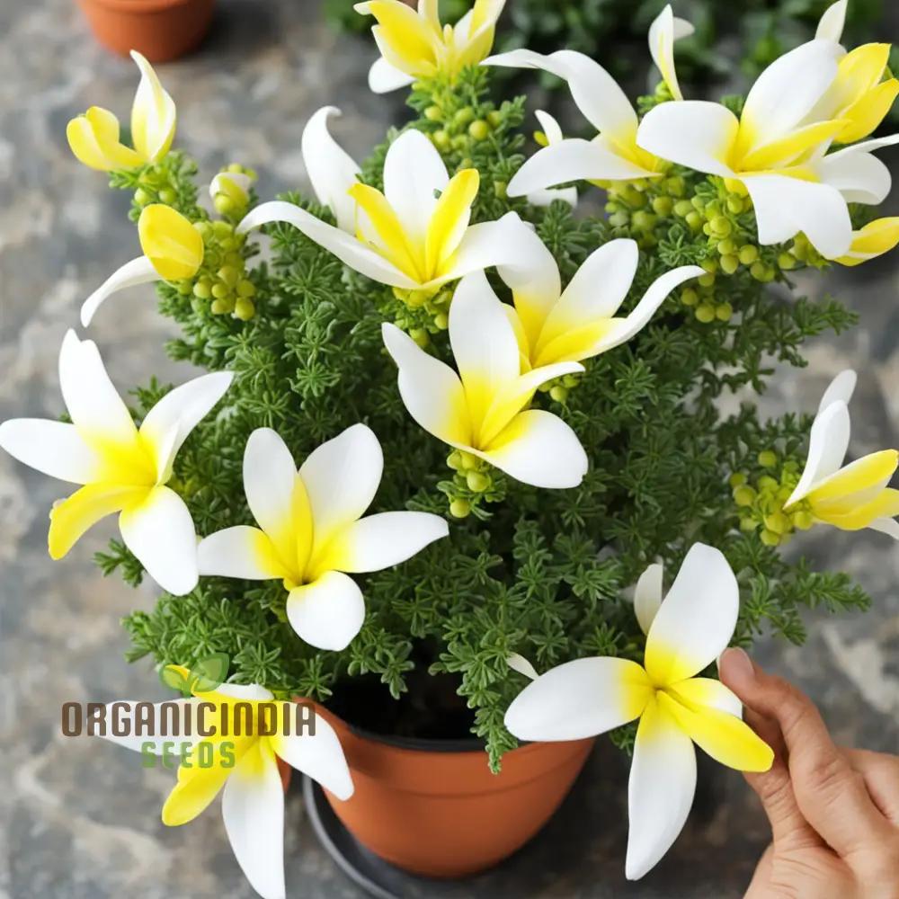 Yellow and White Alcee Ficifolia Flower Seeds Elevate Your Gardening Experience with Radiant Blooms and Stunning Colors - Image 4