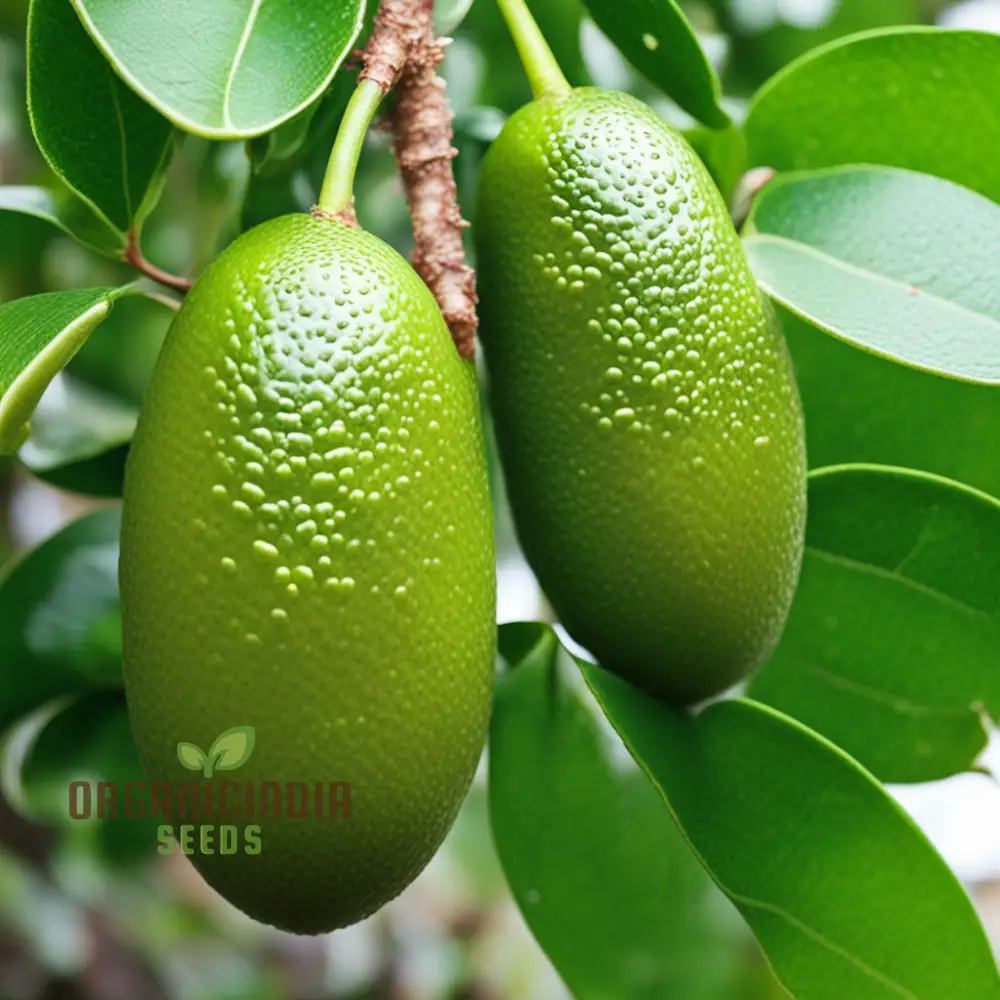 Green Finger Lime Seeds for planting – Grow Your Own Citrus Oasis - Image 3