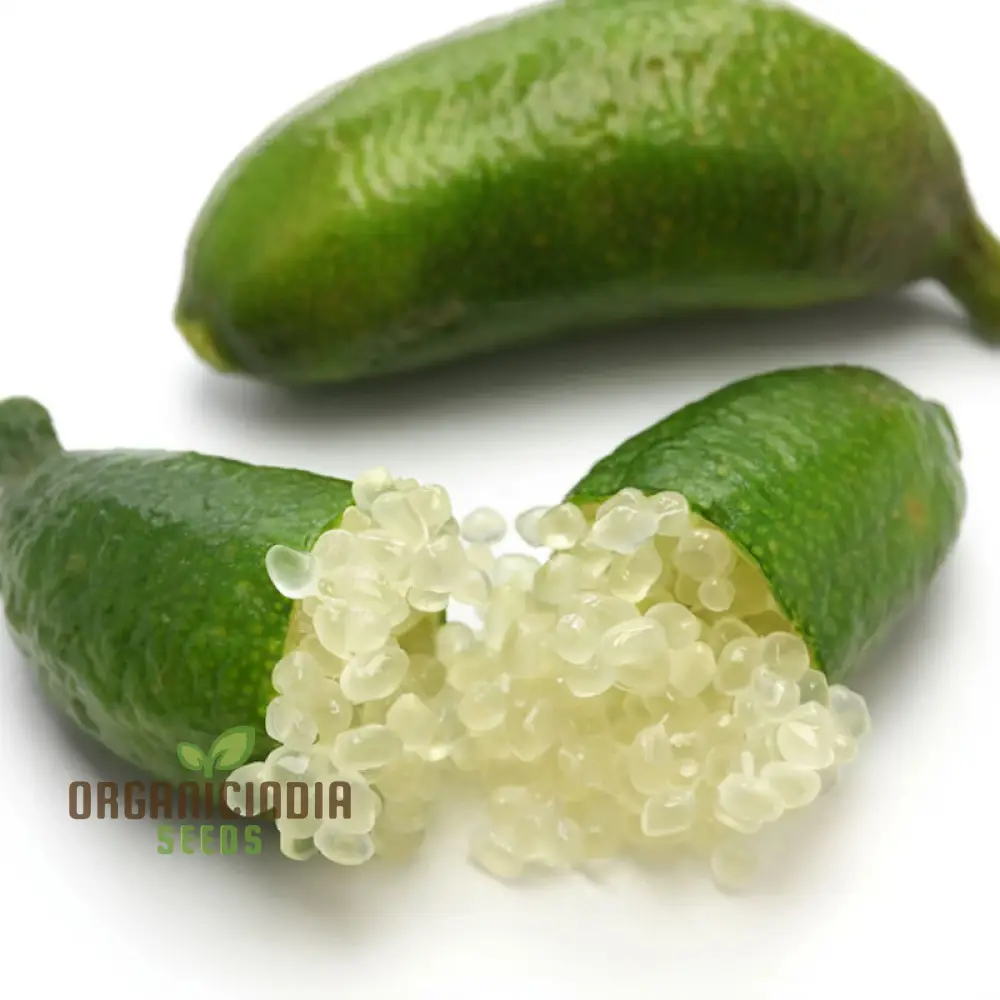 Green Finger Lime Seeds for planting – Grow Your Own Citrus Oasis - Image 4