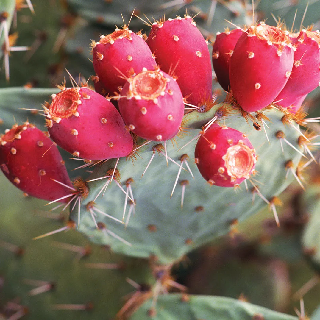 20 Red Cactus Prickly Pear Seeds | Opuntia Ficus Indica Indian Fig Sabras Fruit | Unique Edible Cactus Seeds