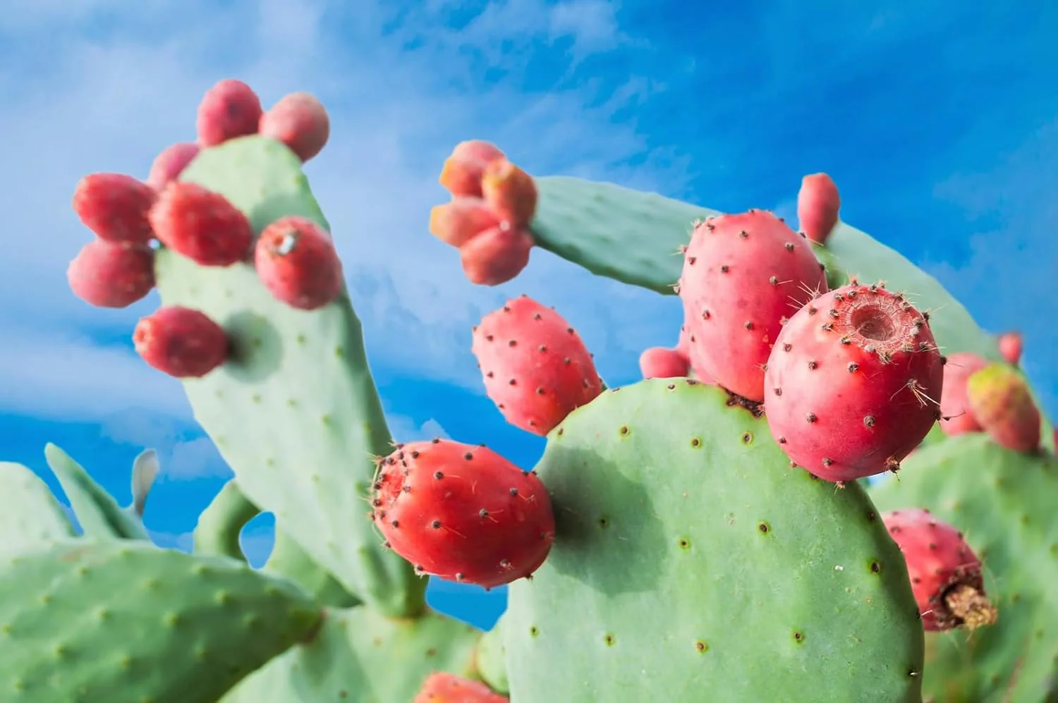 20 Red Cactus Prickly Pear Seeds | Opuntia Ficus Indica Indian Fig Sabras Fruit | Unique Edible Cactus Seeds - Image 3