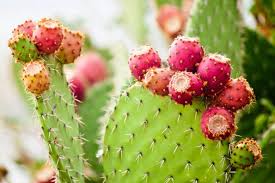 20 Red Cactus Prickly Pear Seeds | Opuntia Ficus Indica Indian Fig Sabras Fruit | Unique Edible Cactus Seeds - Image 4