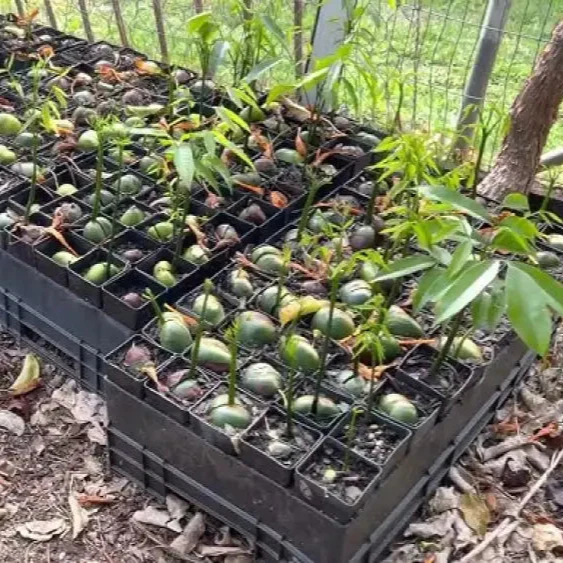 Moreton Bay Fig Tree Seeds - Ficus Macrophylla - Grow Indoor & Outdoor - Rare Seeds for Gardening Enthusiasts - Image 4